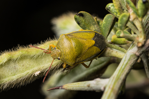 Gorse Shield Bug