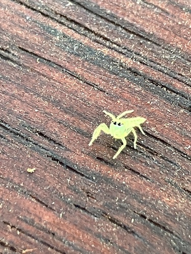 Green Jumping Spider