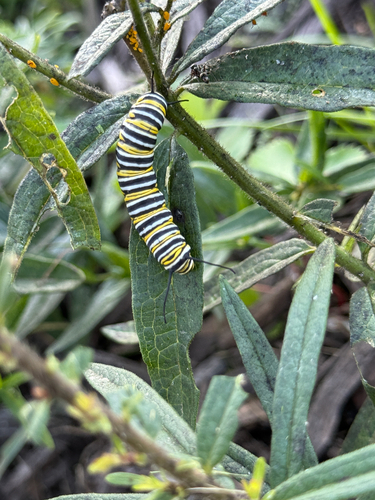 Monarch