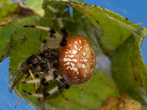 Shamrock Orbweaver