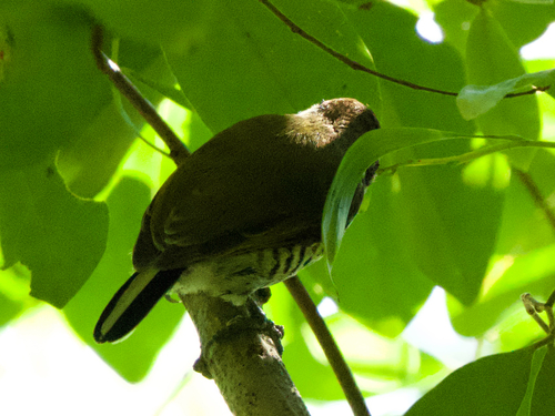 Speckled Piculet