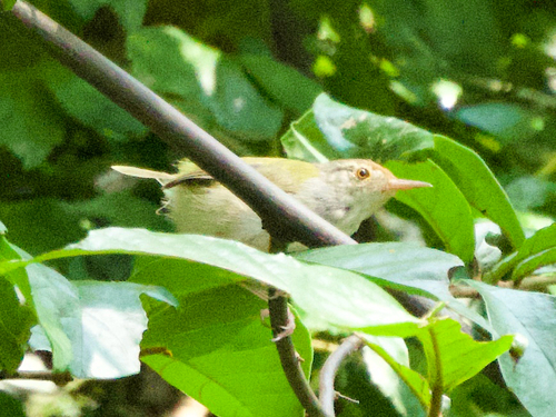 Common Tailorbird