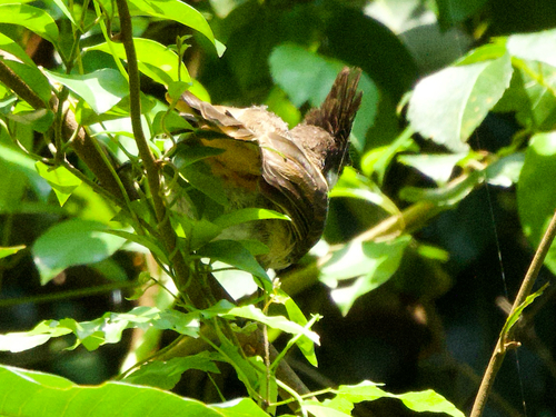Red-whiskered Bulbul