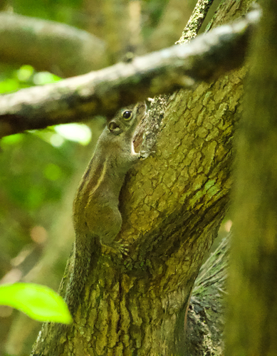 Maritime Striped Squirrel