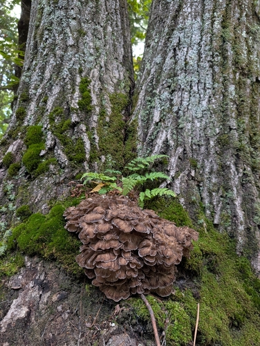 hen of the woods