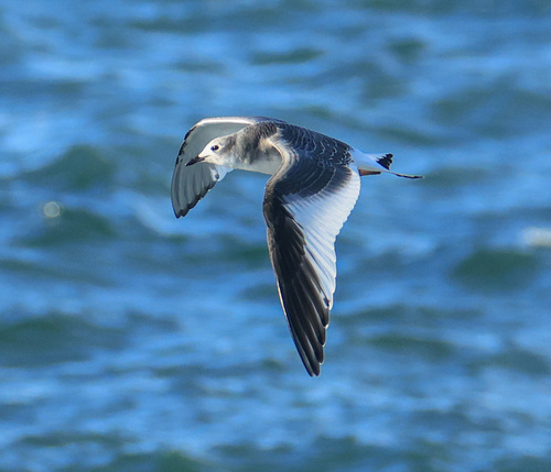 Sabine's Gull