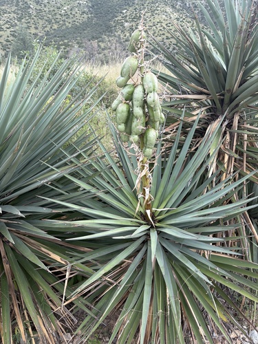 Schott's yucca