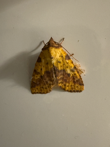 Pink-barred Sallow
