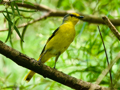 Scarlet Minivet