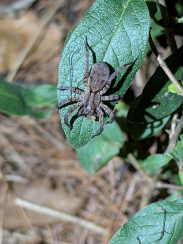 Drumming Sword Wolf Spider
