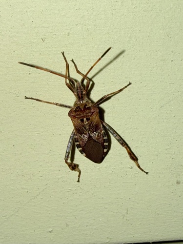 Western Conifer Seed Bug