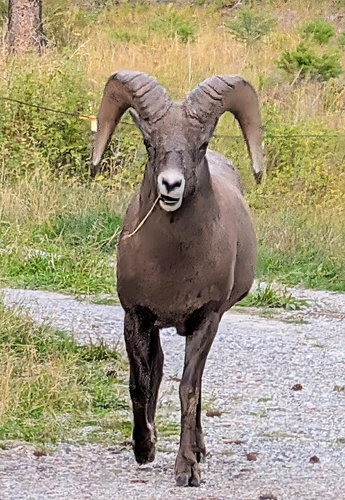 Rocky Mountain Bighorn Sheep