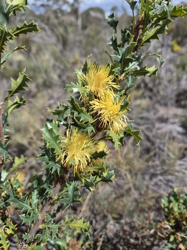 prickly dryandra