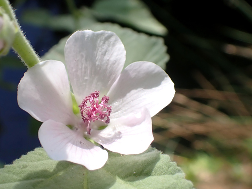 marsh mallow