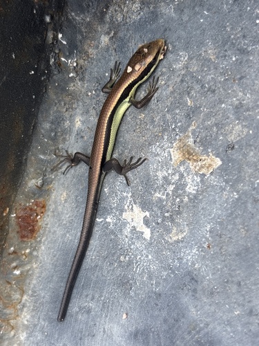 Longtail Mabuya