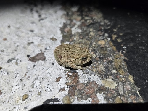 Woodhouse's Toad