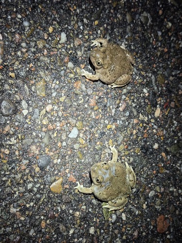 Mexican Spadefoot