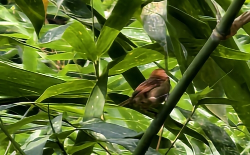 Vinous-throated Parrotbill