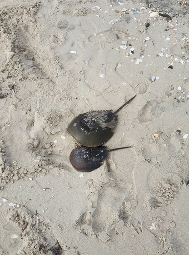 Atlantic Horseshoe Crab