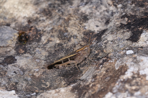 Broad Green-winged Grasshopper