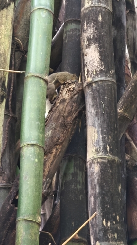 Plantain Squirrel