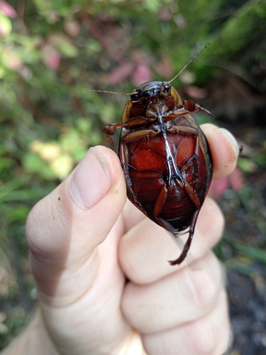 Dytiscus latissimus
