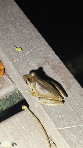 Common Southeast Asian Tree Frog