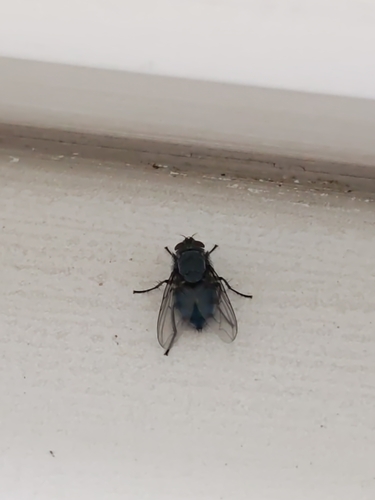 Blue Blowfly