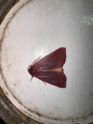 Pink Sallow