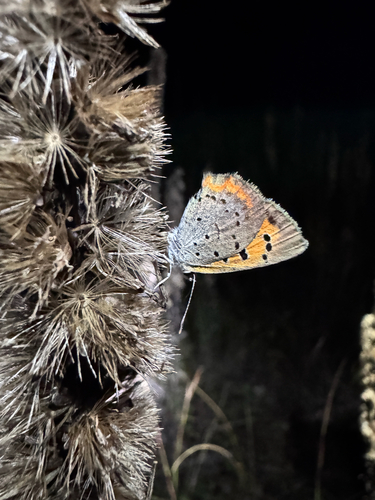 American Copper