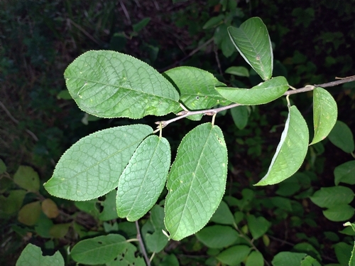 bird cherry