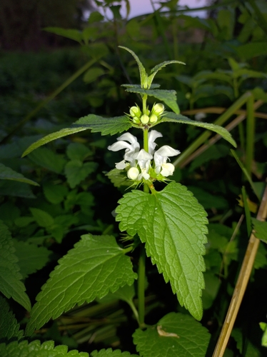White deadnettle