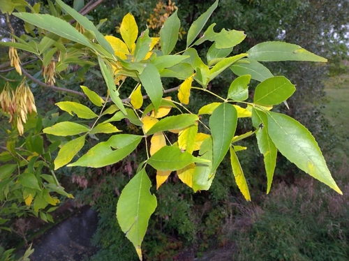 green ash