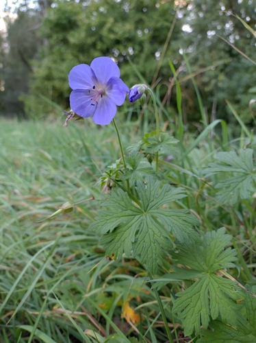 Meadow Crane's-bill