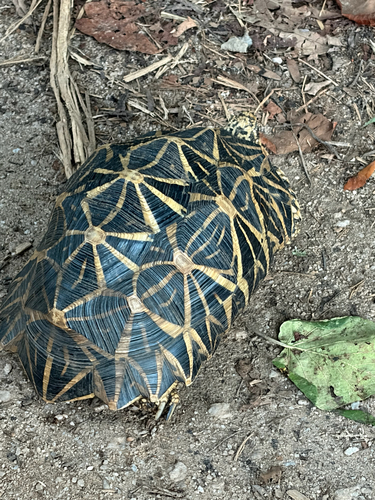 Indian Star Tortoise