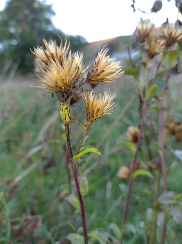Saw-wort