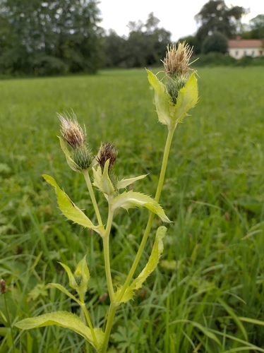 Cabbage Thistle