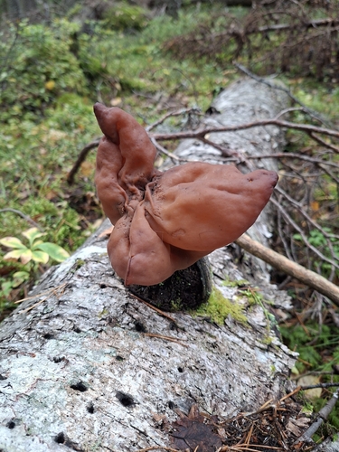 Saddle-shaped False Morel