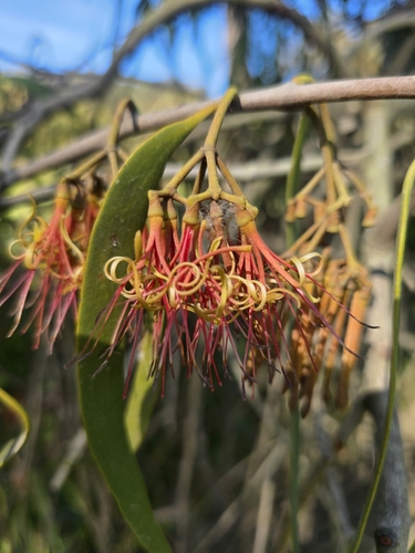 drooping mistletoe