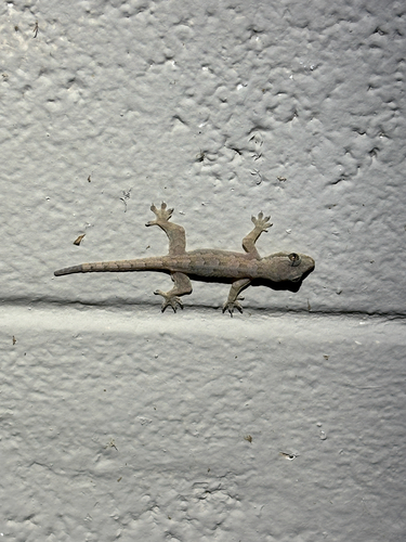 Flat-tailed House Gecko