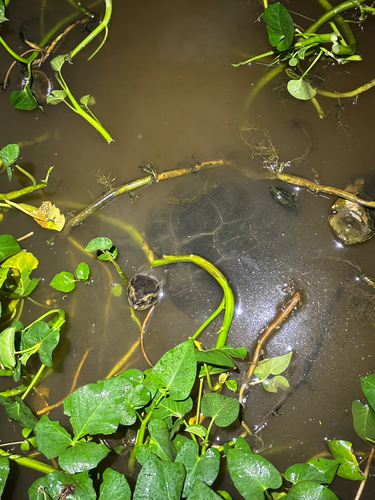Yellow-headed Temple Turtle