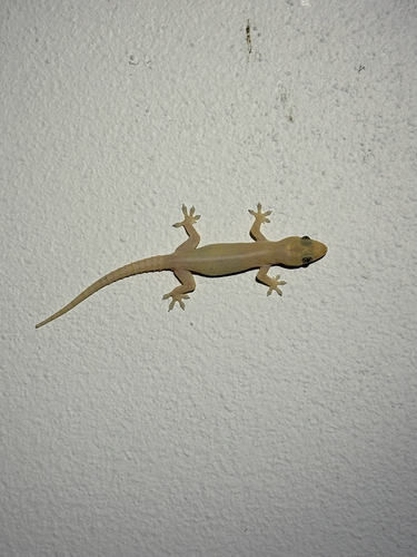 Asian House Gecko