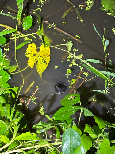 Black Marsh Turtle
