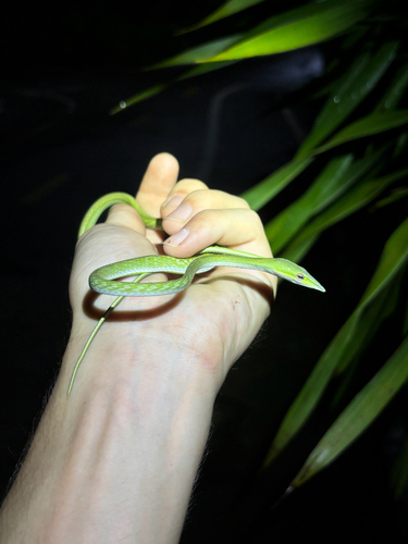 Indochinese Long-nosed Whipsnake