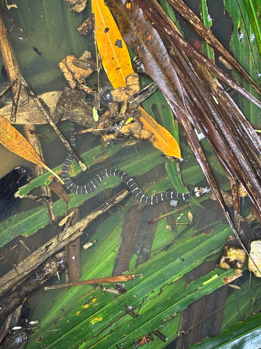 Jack's Water Snake