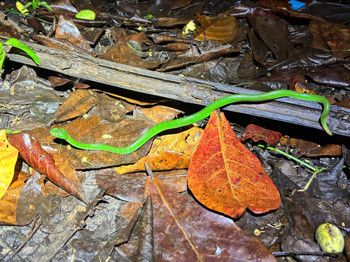 Kramer's Pit Viper