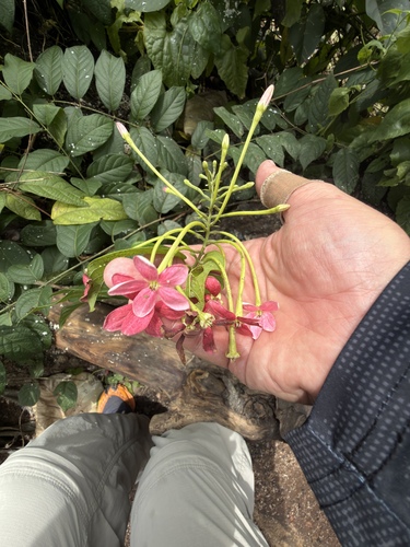 Rangoon Creeper
