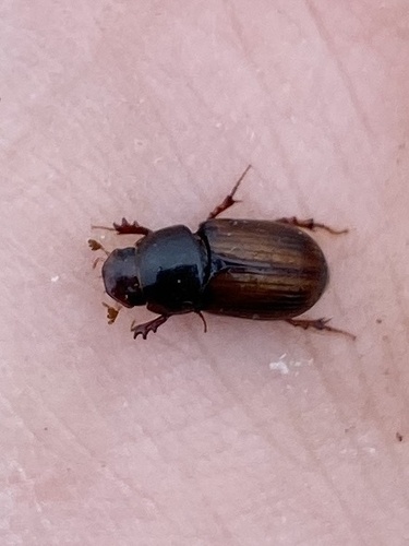 pale-margined dung beetle