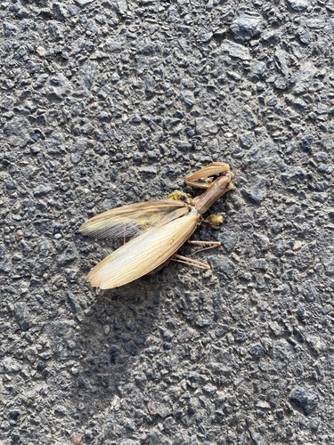 European Mantis
