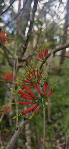brush mistletoe